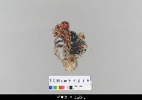 藏品(中國湖北皮影戲偶頭-旦)的圖片